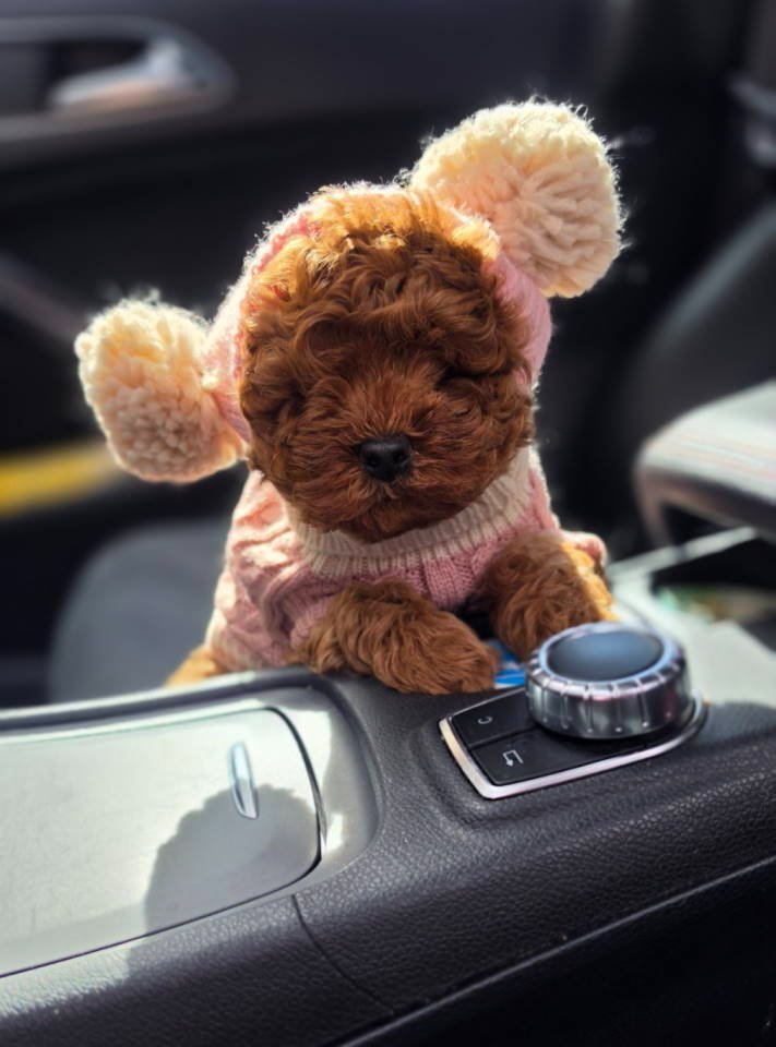 Nove bebice toy I mini pudle