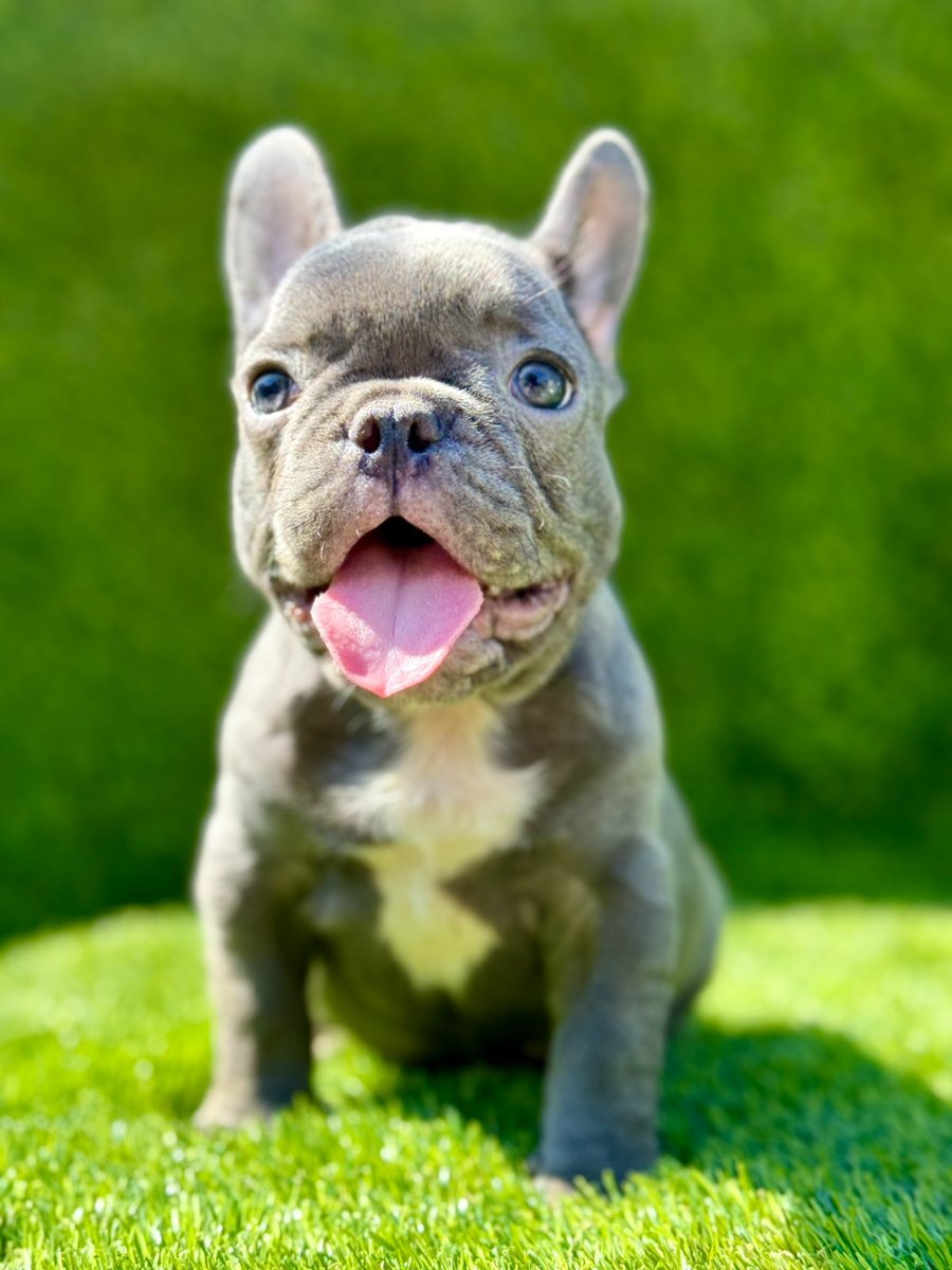 Francuski Buldog prelepi štenci