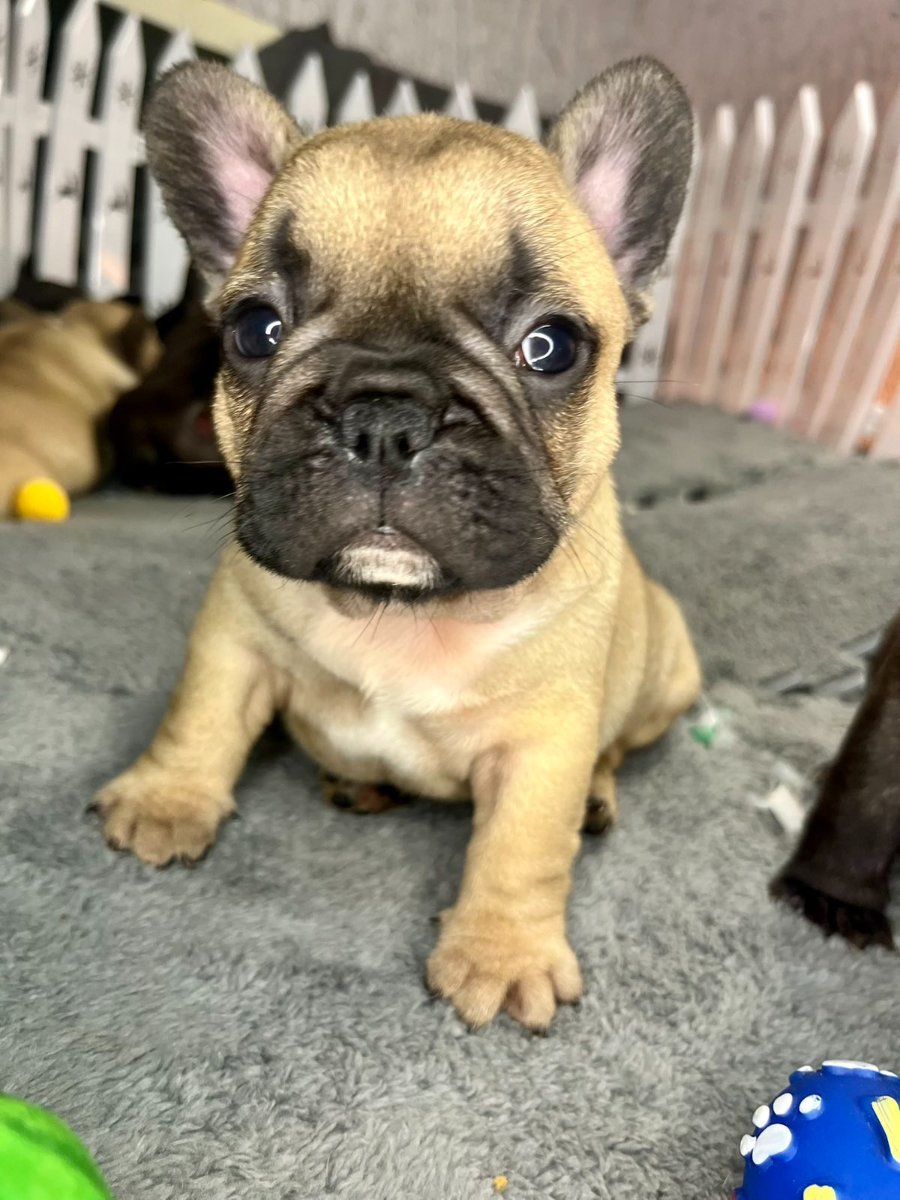 Francuski Buldog prelepi štenci