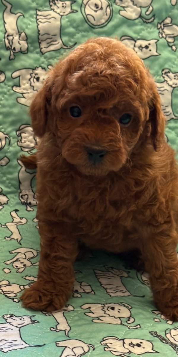 Toy Pudla prelepi štenci
