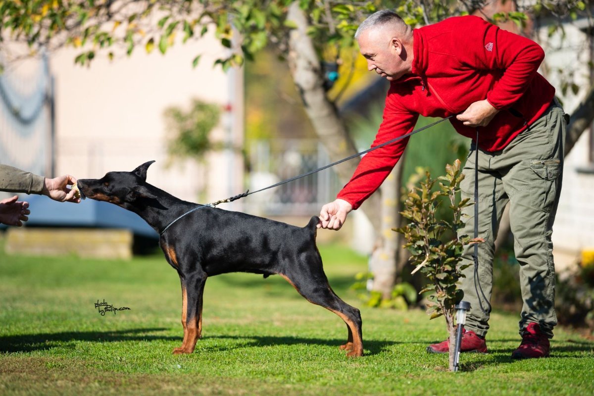 Doberman, muško štene