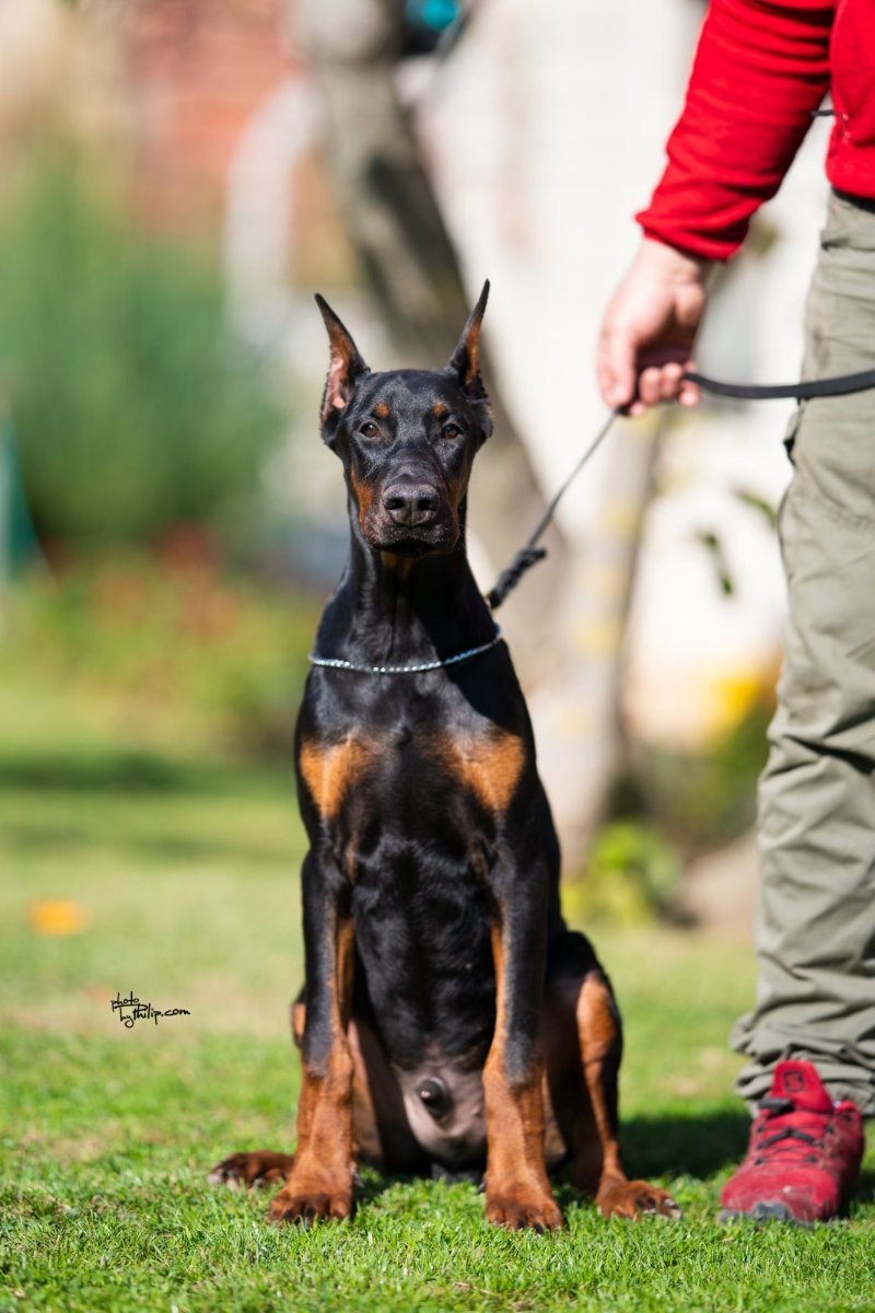 Doberman, muško štene