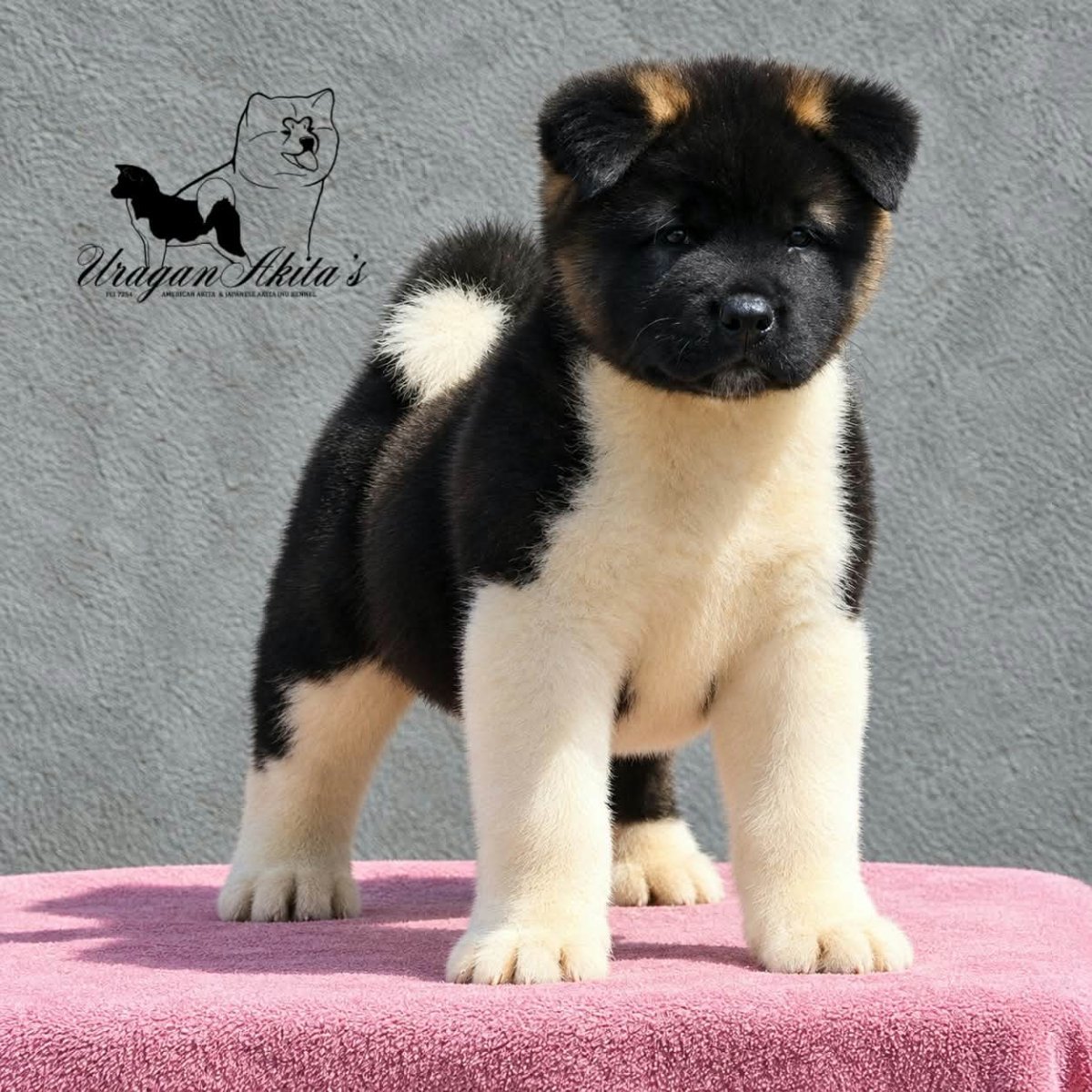 Američka akita, štenad oba pola