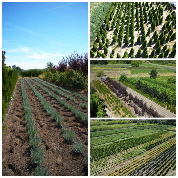 Prestiž Plant Nursery