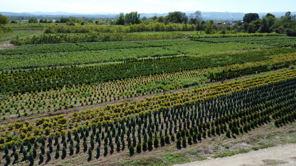 Prestiž Plant Nursery