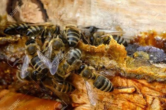 Propolis rastvor 