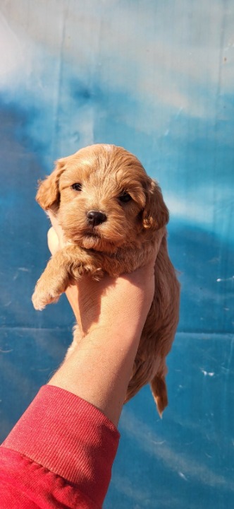 Maltipoo stenci